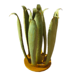 Charger l&#39;image dans la galerie, Magnifique sculpture vegetal de type Agave, Aloé verá, bluffant de réalisme, nos cactus apporteront du vert a votre intérieur toute l&#39;Annee et sans contrainte. 
