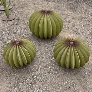 3 tailles différentes pour nos sculptures vegetal de coussins de belle mere, ideal pour une décoration exotique et originale. 