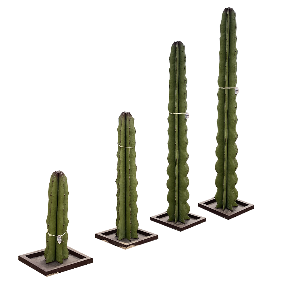 Sculpture végétal en cactus euphorbia, ideal seul ou en accumulation avec d'autres pièces. Pour un intérieur vert toute l'année sans contraintes. 